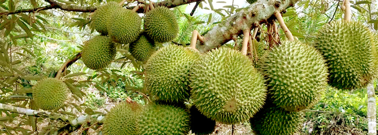 Durian hernan